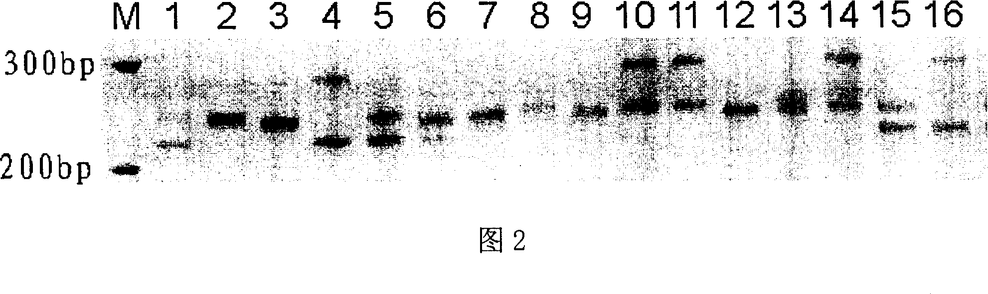 Bluish dogbean micro satellite DNA label