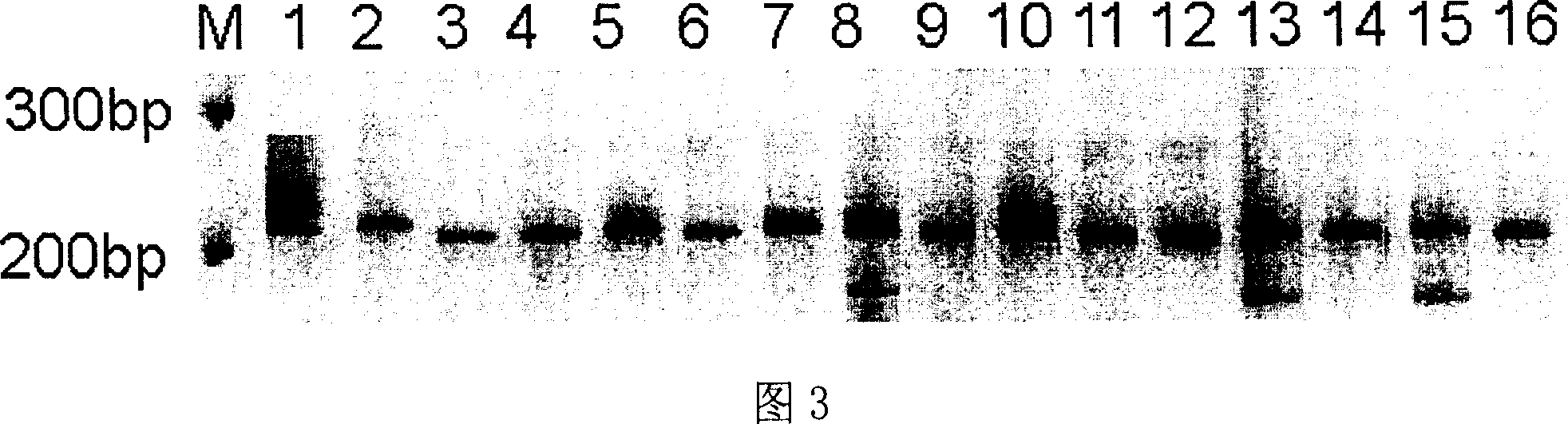 Bluish dogbean micro satellite DNA label