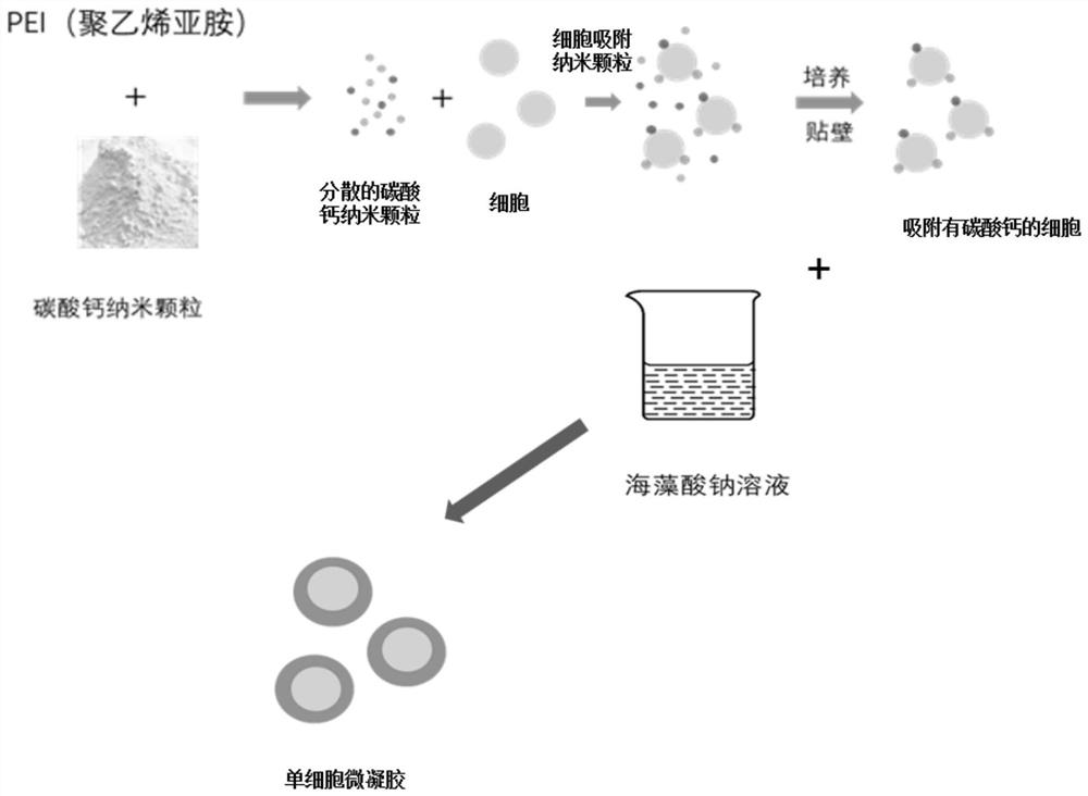Preparation method of single-cell microgel