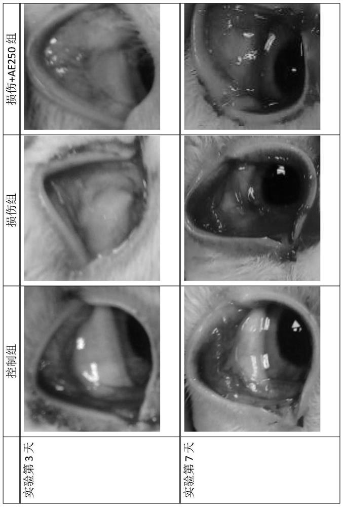 Application of short-chain peptide composition in the prevention or treatment of dry eye