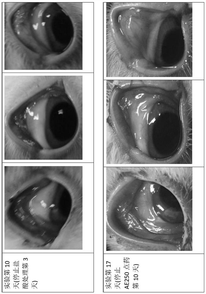 Application of short-chain peptide composition in the prevention or treatment of dry eye