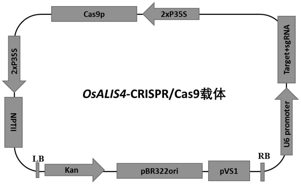 A kind of osalis4 gene that reduces rice seed setting rate and its encoded protein and application