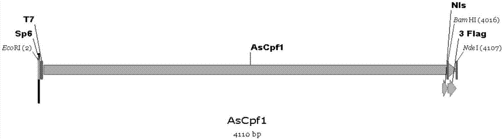 Fusion protein in Cpf1 and p300 core structural domain, corresponding DNA target activation system and application