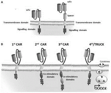 CAR-T transgene vector based on replication defective recombinant lentivirus and construction method and application of CAR-T transgene vector