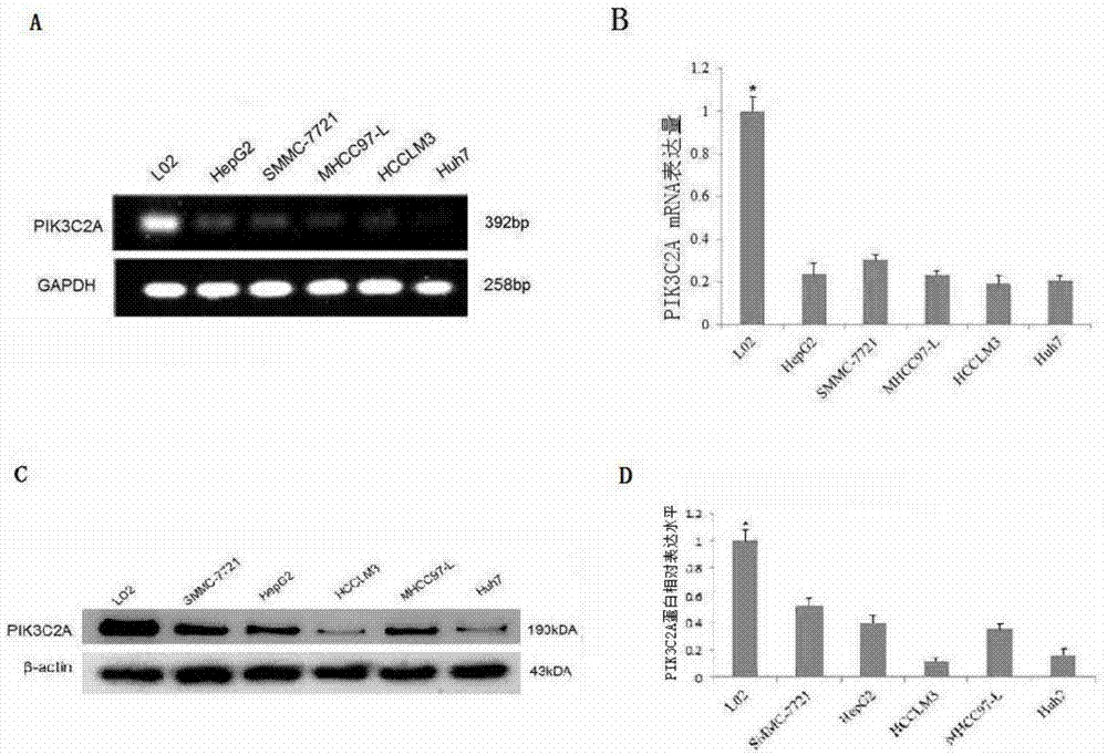 Application of pik3c2a protein in the treatment of liver cancer