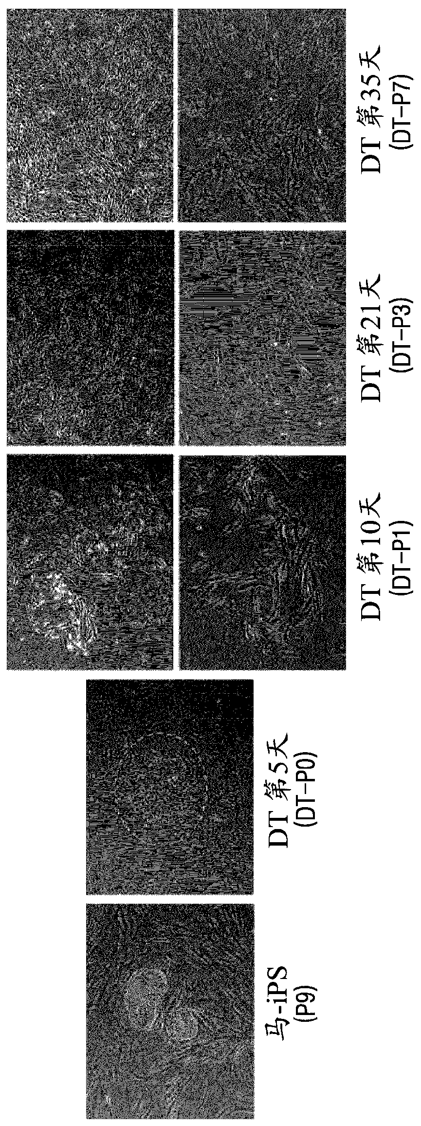 Method of differentiation into mesenchymal stem cells through continuous subculture of dedifferentiated stem cells