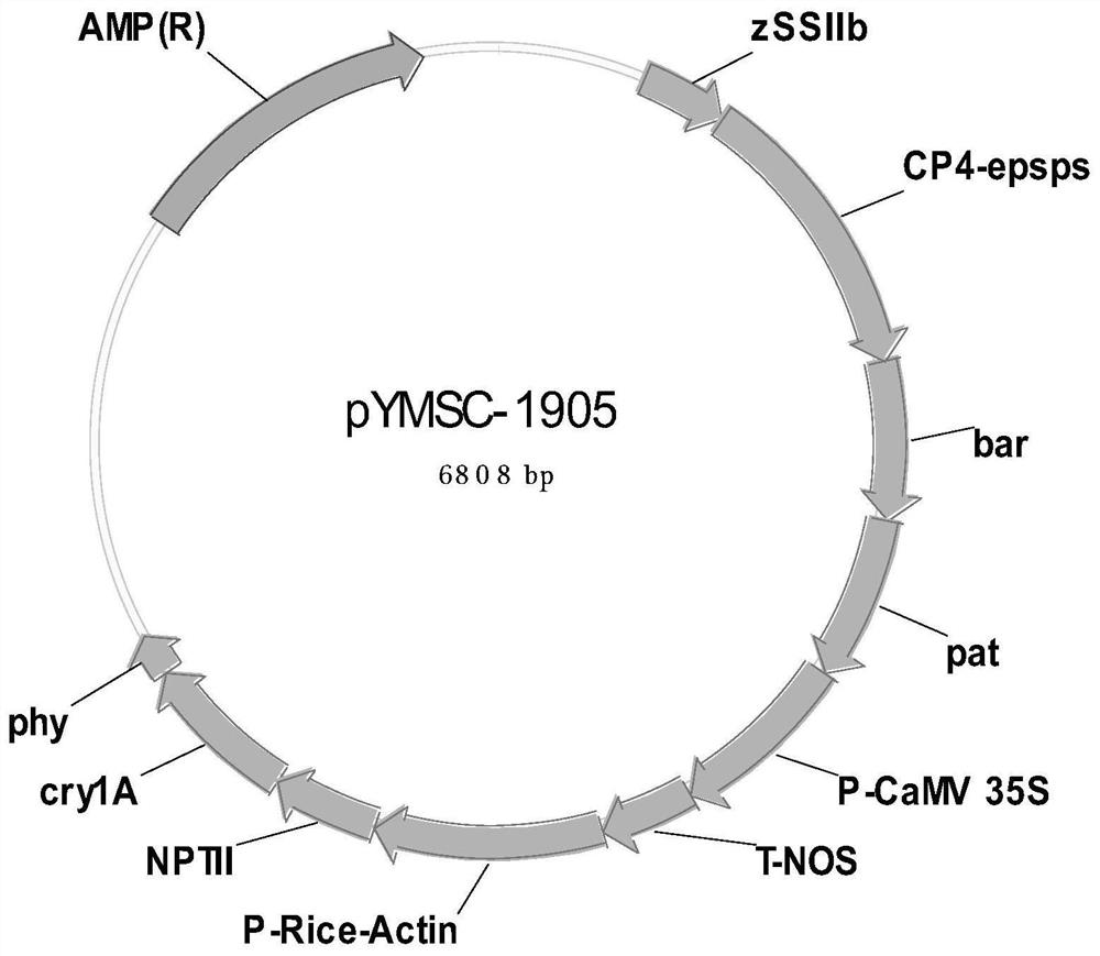 Positive plasmid molecule pYMSC-1905 for screening unauthorized transgenic maize