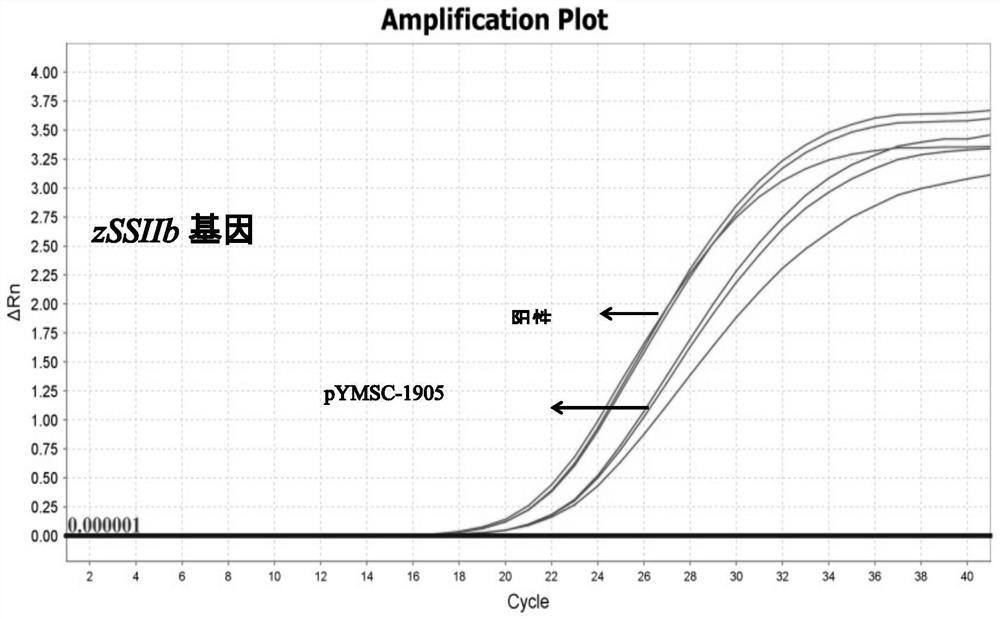 Positive plasmid molecule pYMSC-1905 for screening unauthorized transgenic maize