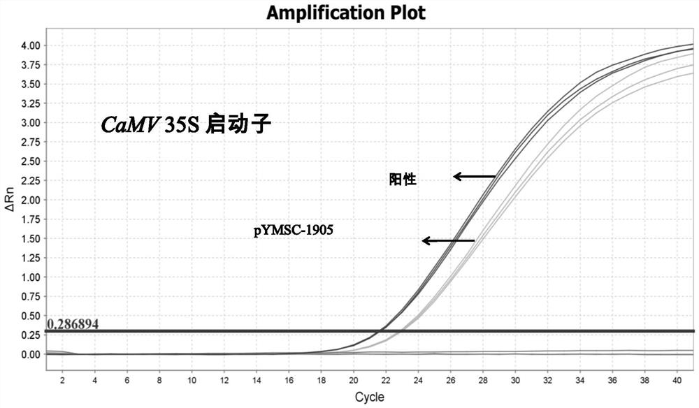 Positive plasmid molecule pYMSC-1905 for screening unauthorized transgenic maize