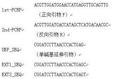 Molecular marker identification method related to pig birth litter weight and fetal weight and application of molecular marker identification method