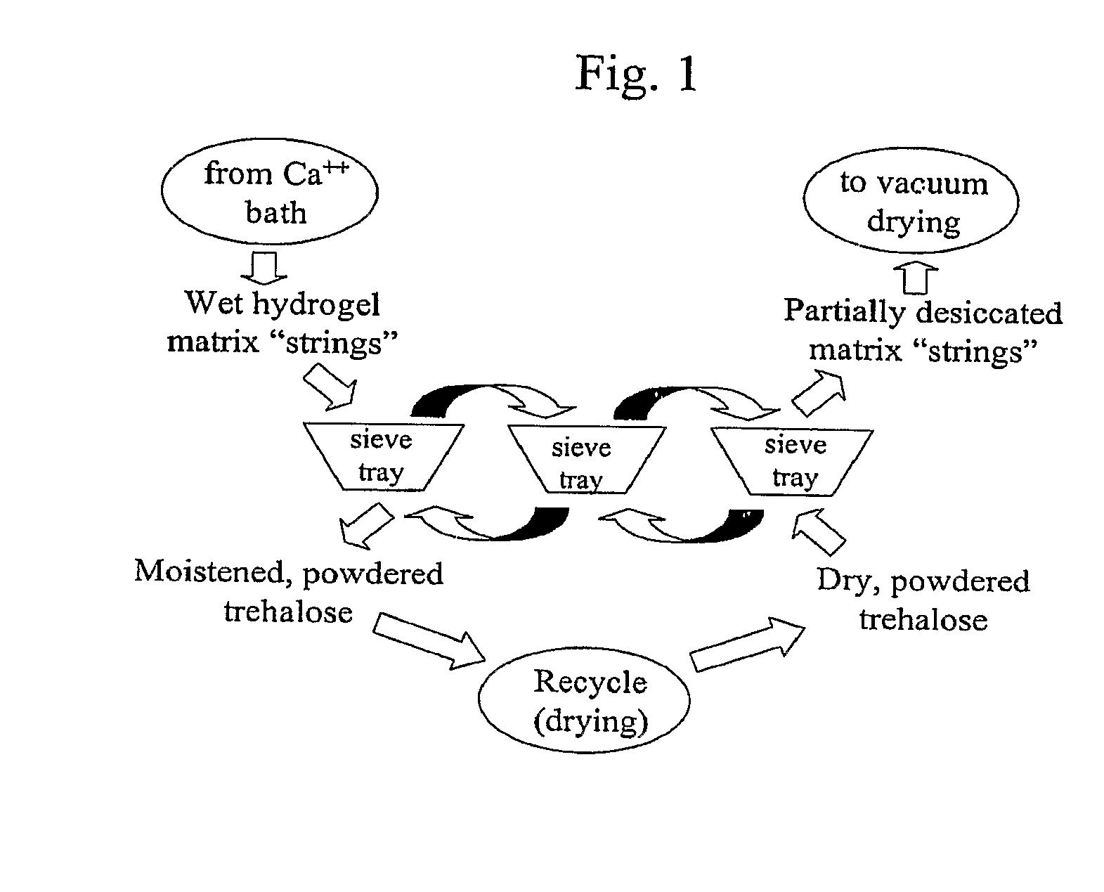 Delivery vehicle for probiotic bacteria comprising a dry matrix of polysaccharides, saccharides and polyols in a glass form and methods of making same