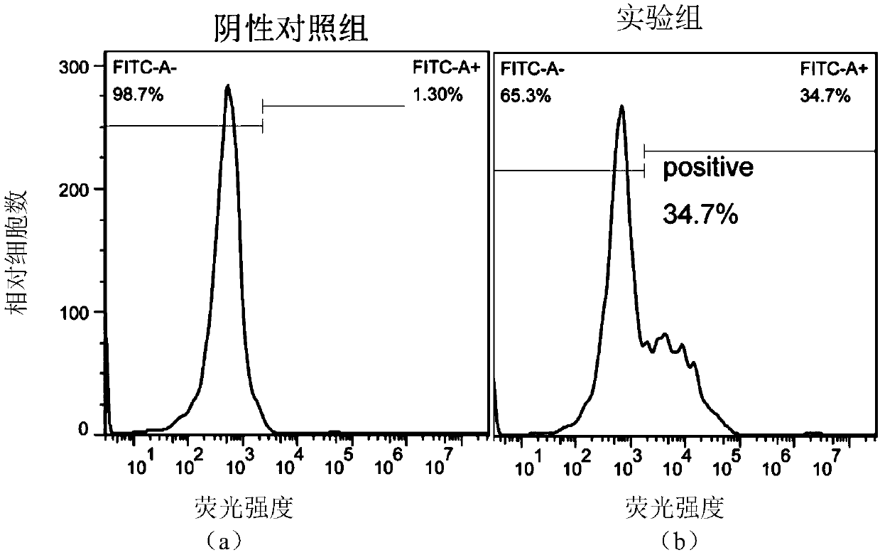 PD1-knockout chimeric antigen receptor T cell targeting CD20, preparation method and application thereof