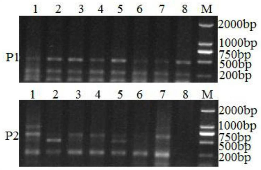 A molecular marker linked to wheat head blight resistance qtl and its application