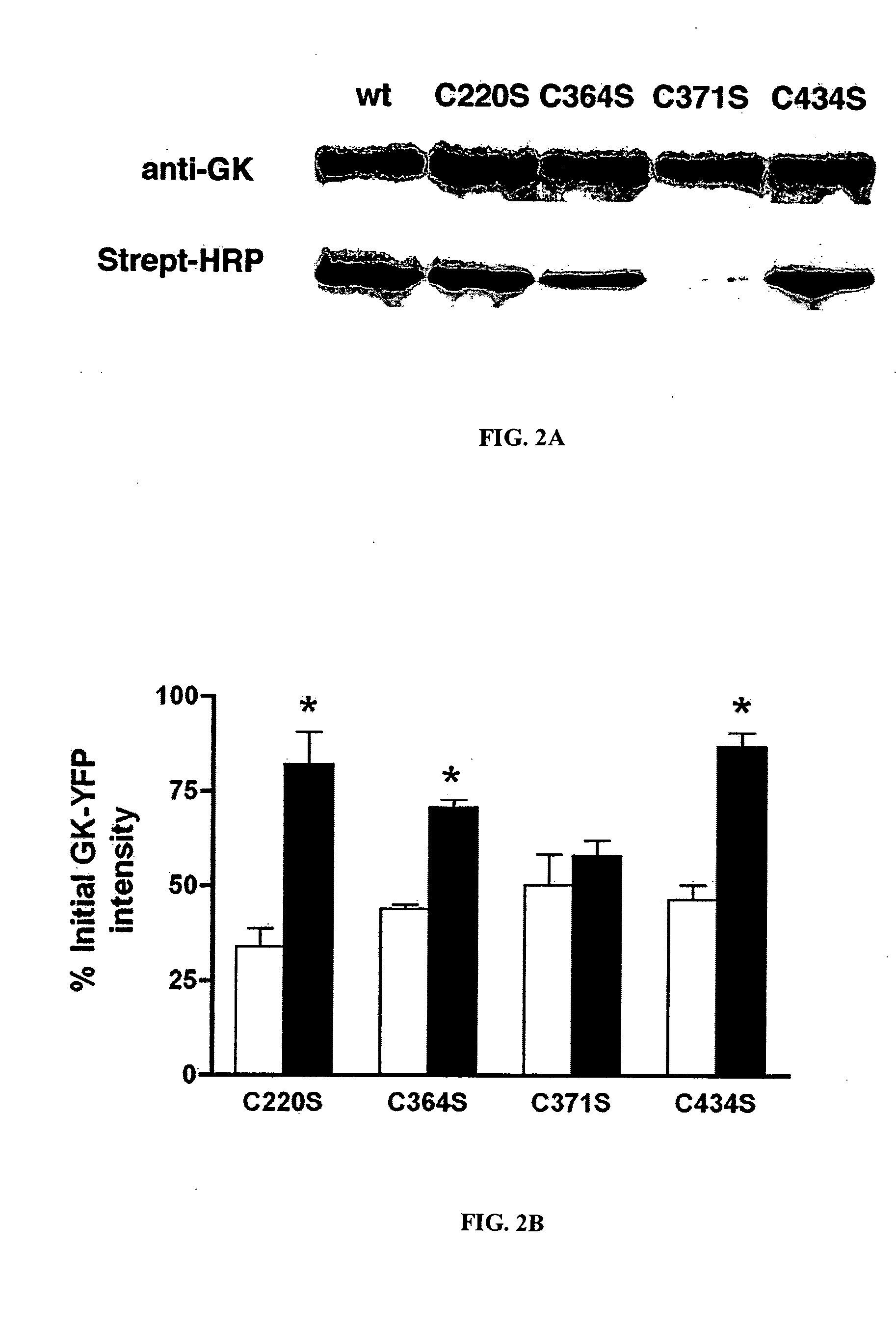 Methods of screening for a candidate modulator of glucokinase