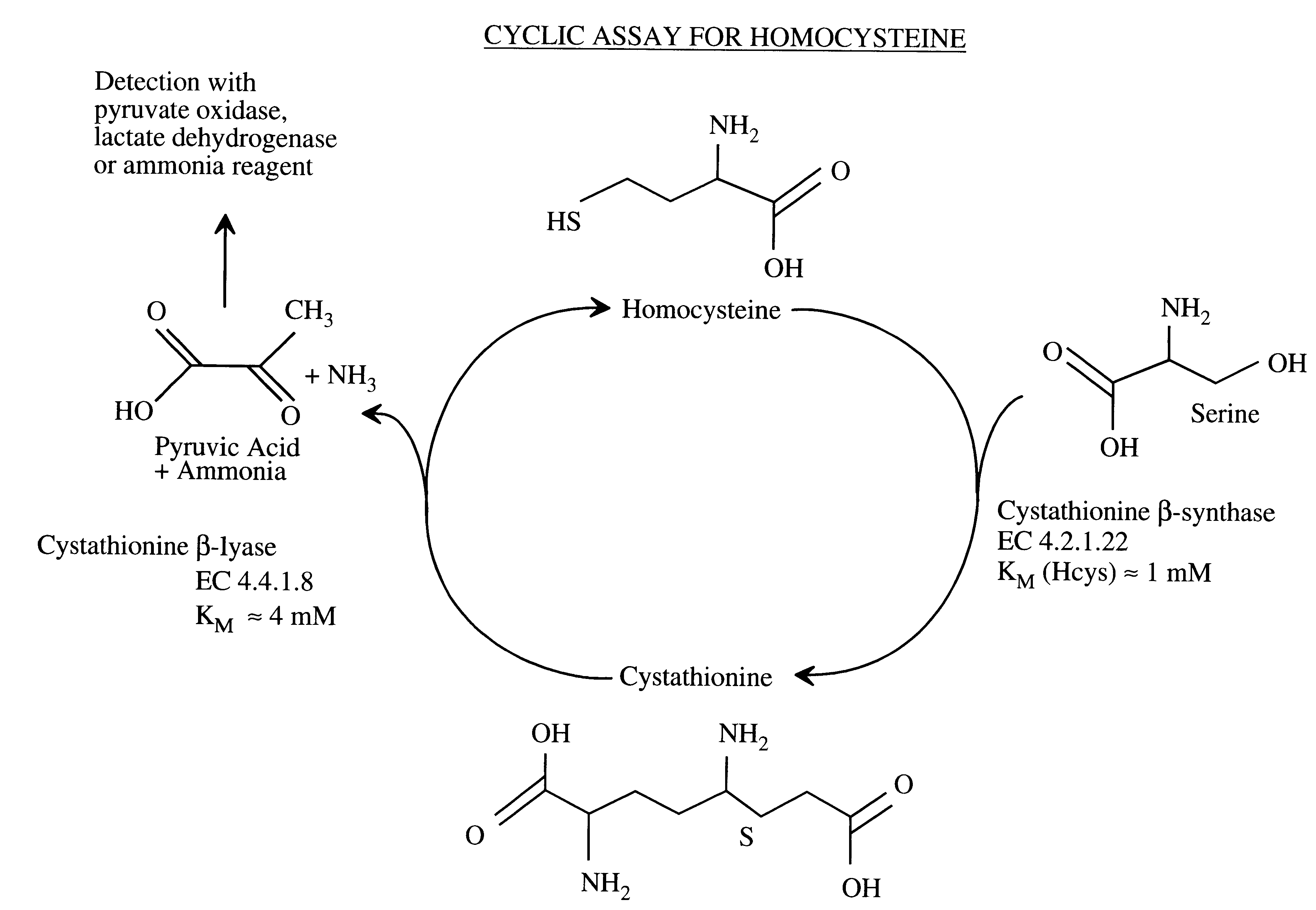 Method for the determination of homocysteine