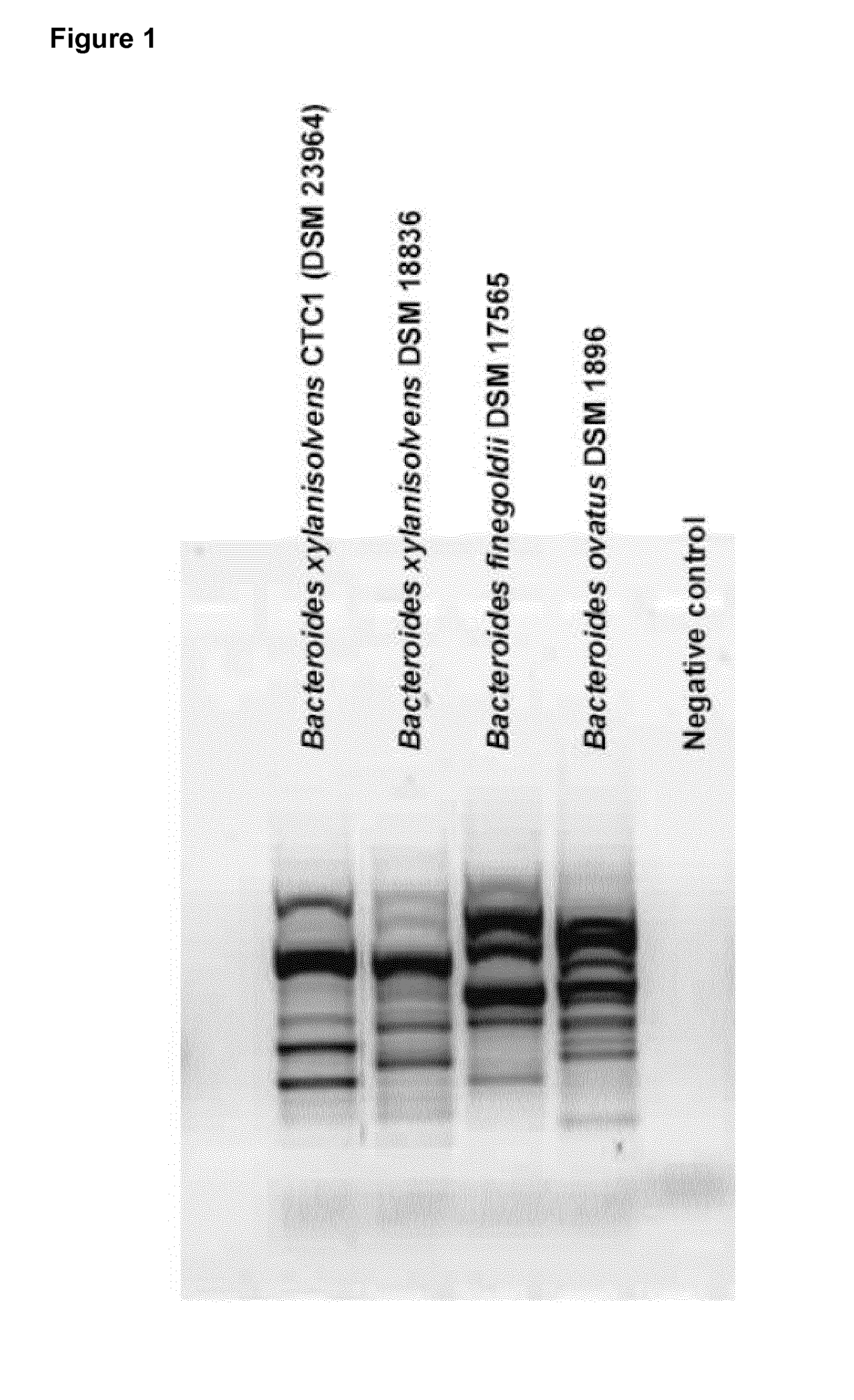 Microorganisms of the species bacteroides xylanisolvens