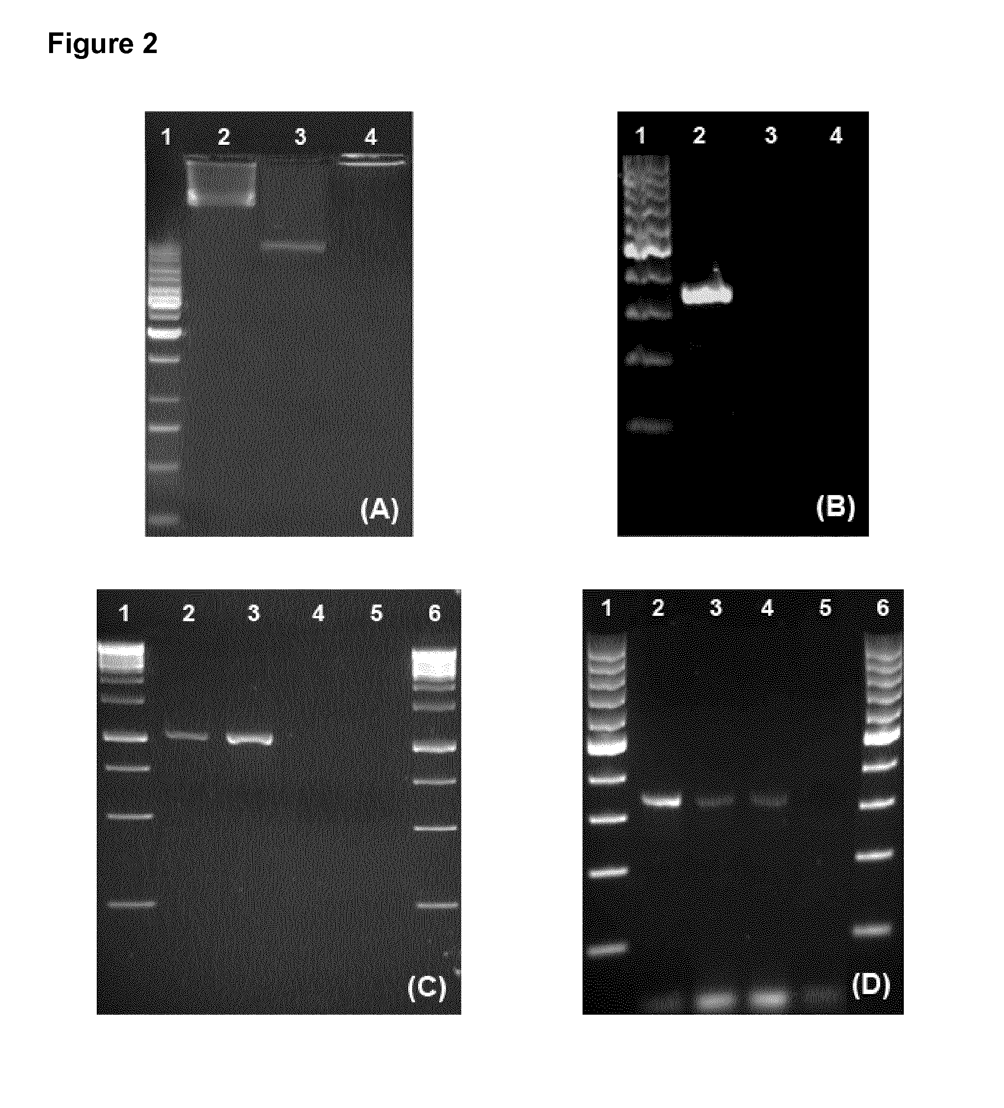 Microorganisms of the species bacteroides xylanisolvens