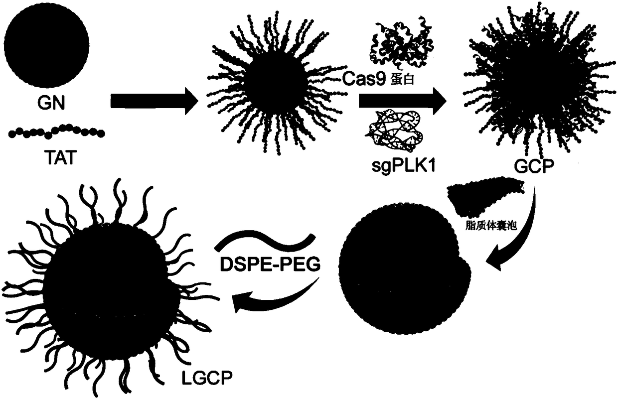 Gold nanocluster-liposome composite nanoparticles, preparation method and applications thereof