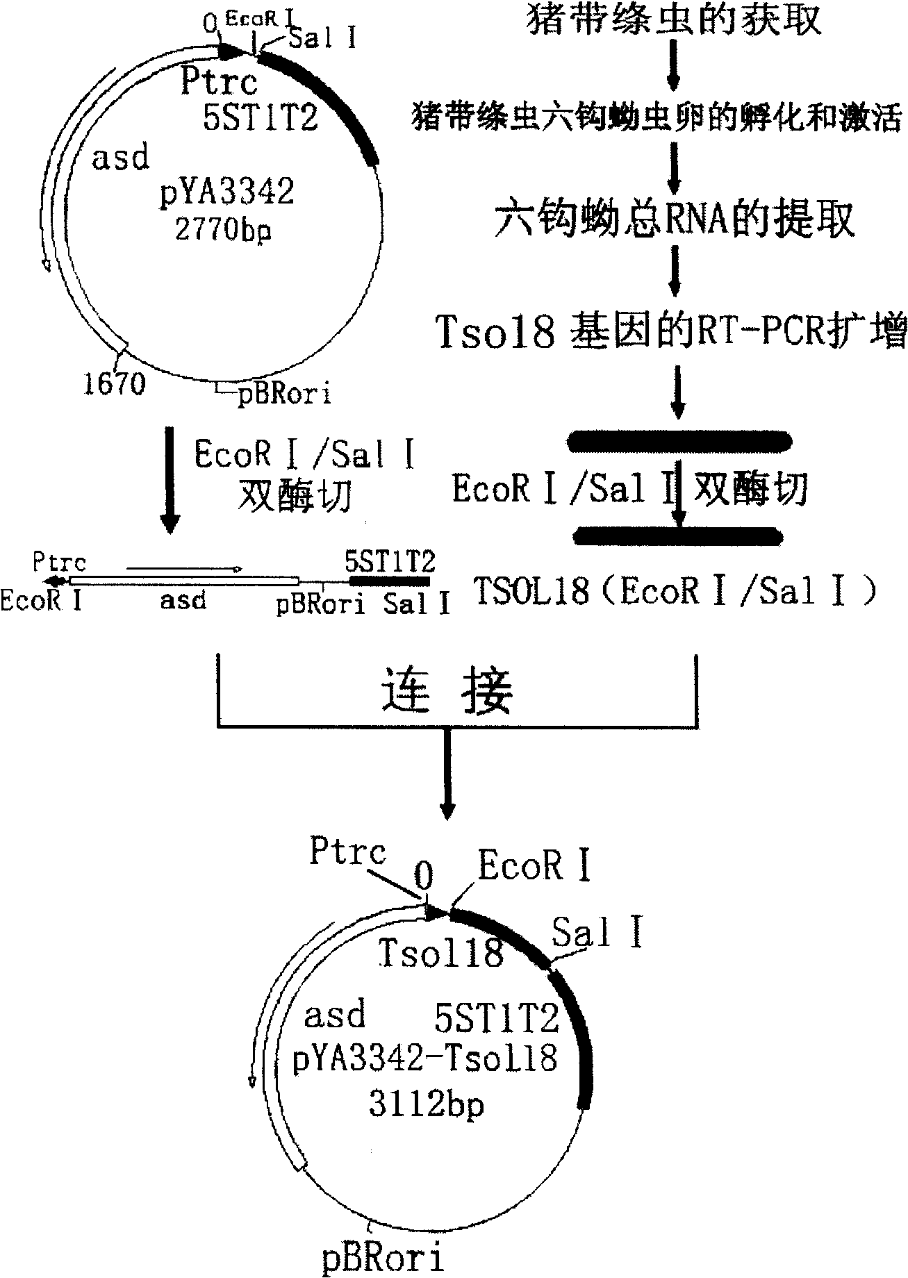 Cysticercosis cellulosae recombination gene, vaccin and preparation thereof