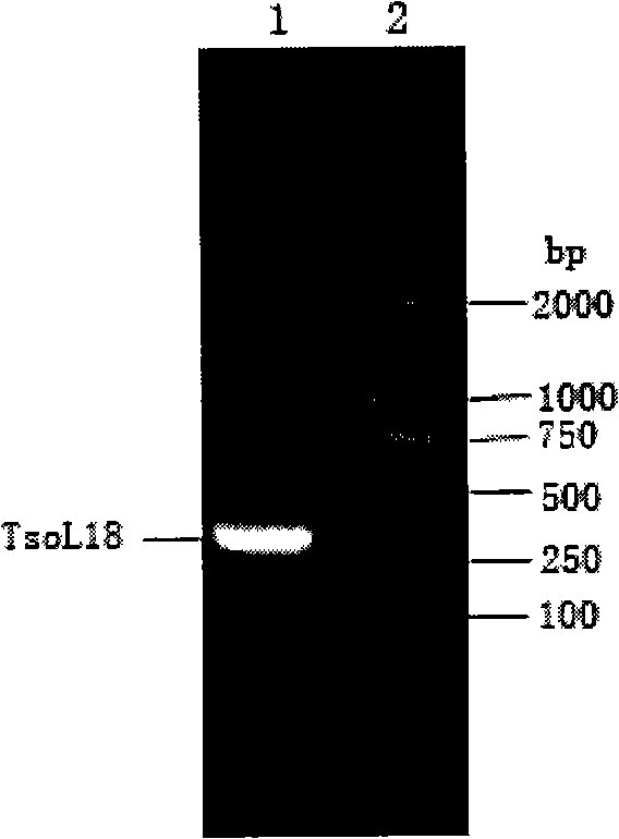 Cysticercosis cellulosae recombination gene, vaccin and preparation thereof