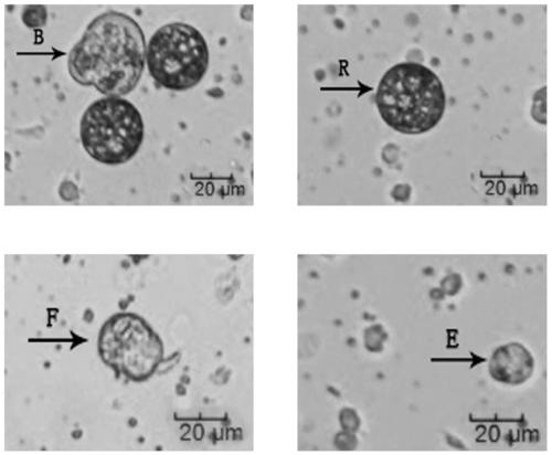 A method for the isolation and primary culture of Chinese mitten crab hepatopancreatic cells