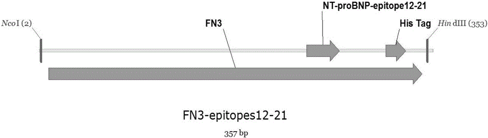Method for preparing brain natriuretic peptide precursor antigen substitute based on human-derived skeleton protein Fn3