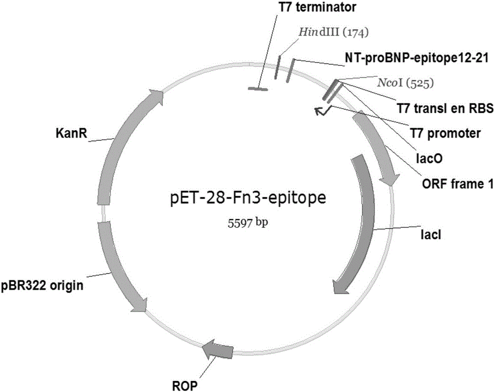 Method for preparing brain natriuretic peptide precursor antigen substitute based on human-derived skeleton protein Fn3