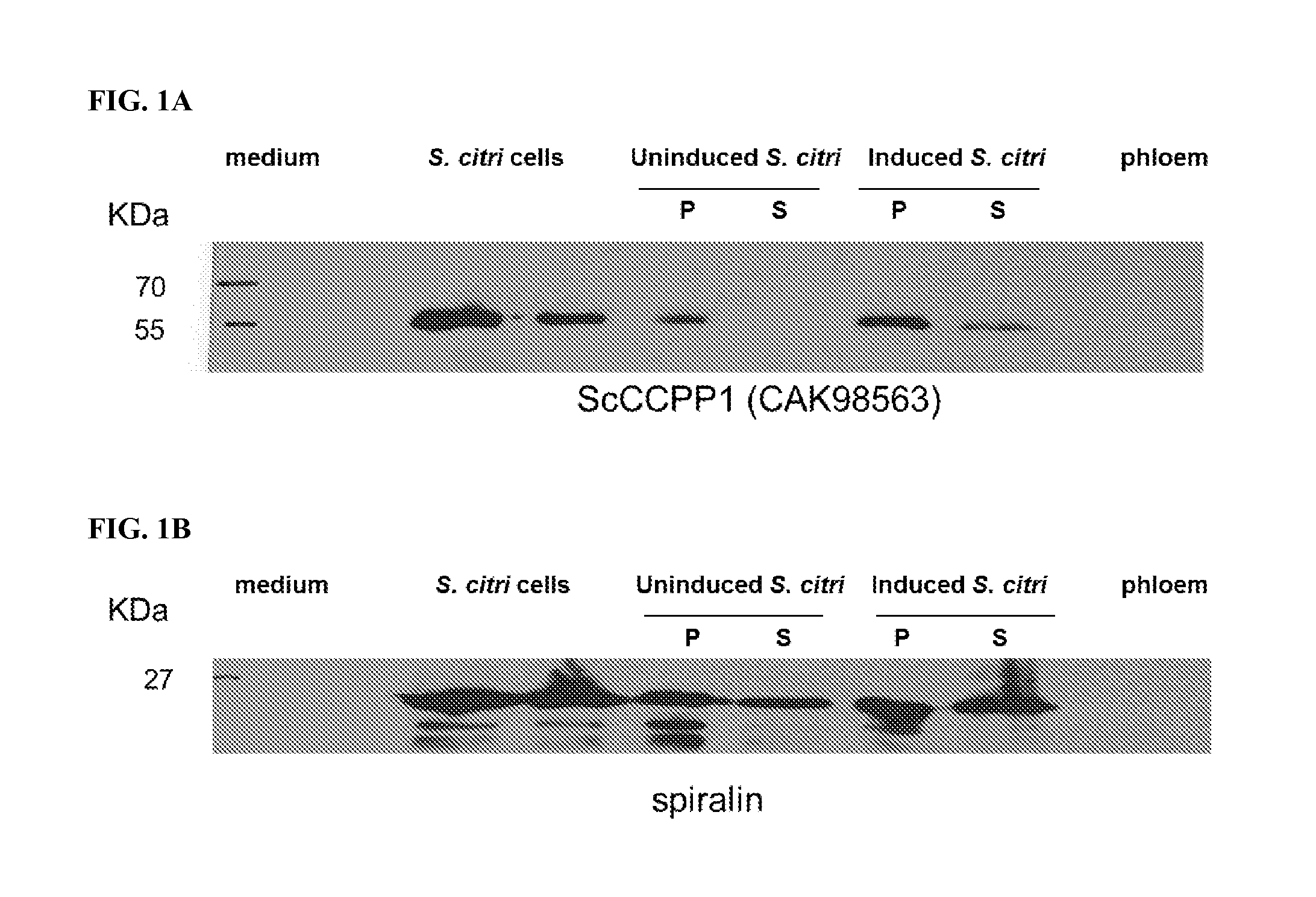 Identification of secreted proteins as detection markers for citrus disease