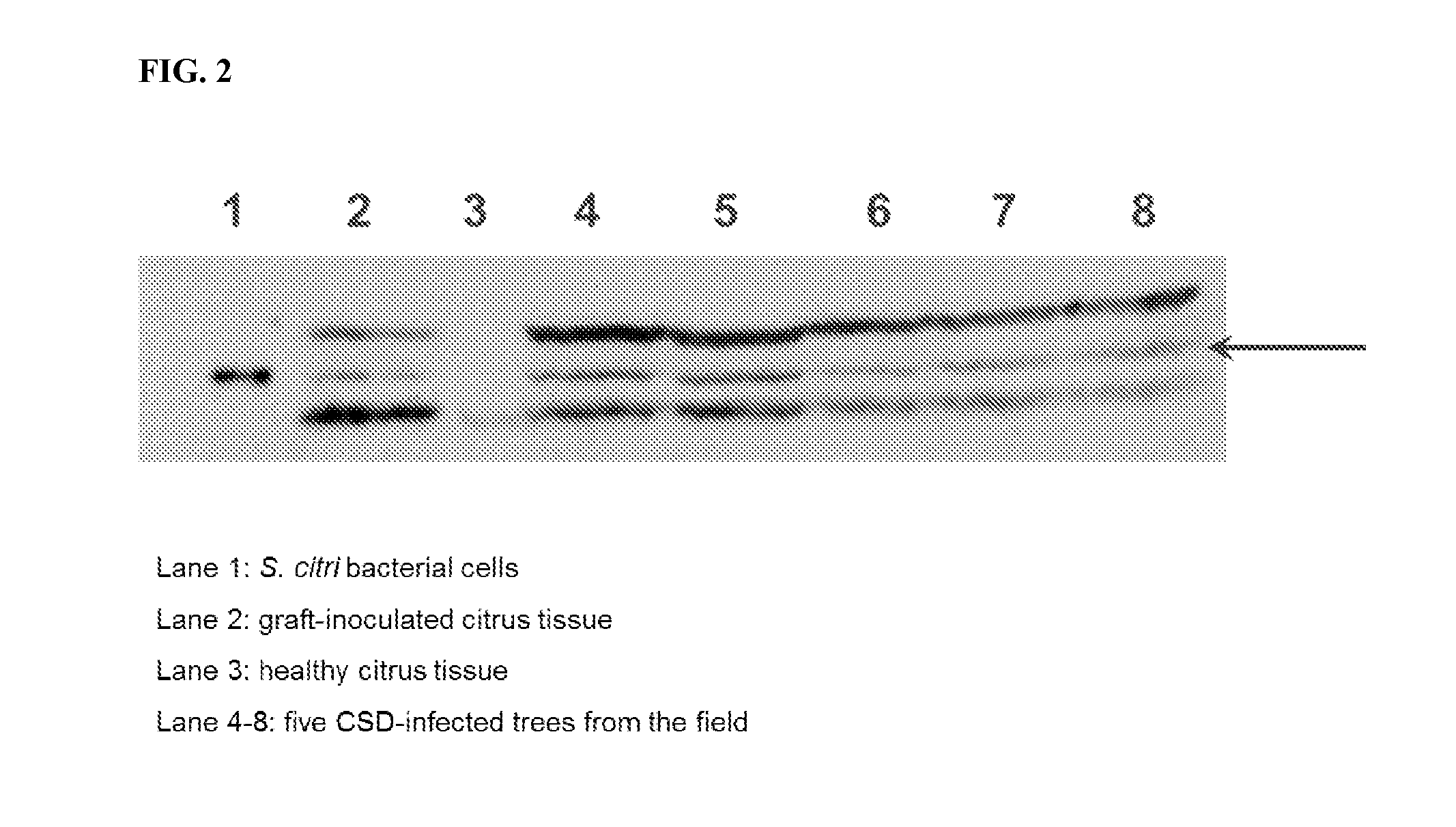 Identification of secreted proteins as detection markers for citrus disease