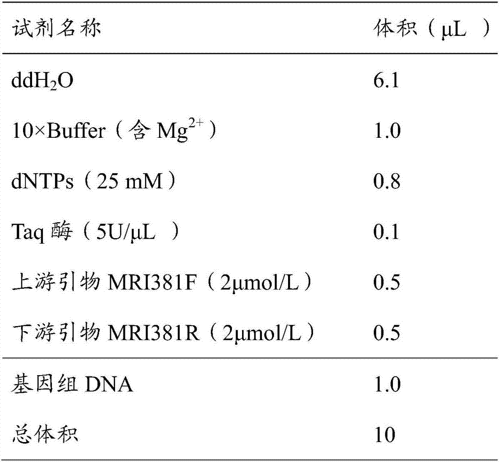 Molecular marker closely linked with millet tillering character, primer and application