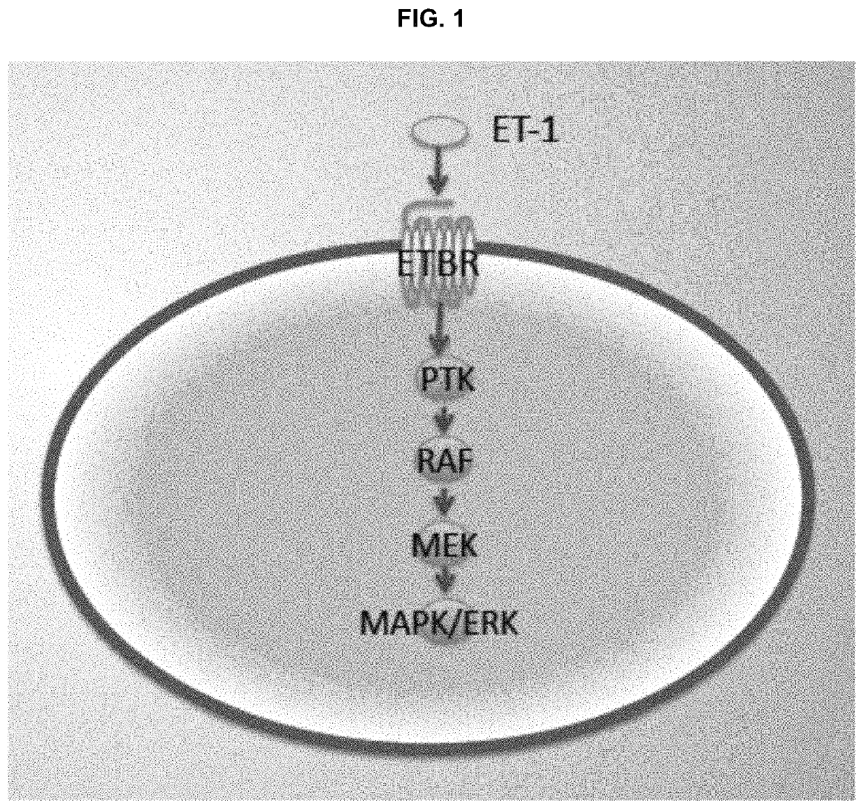 Methods and compositions for treatment of endothelin B receptor expressing tumors