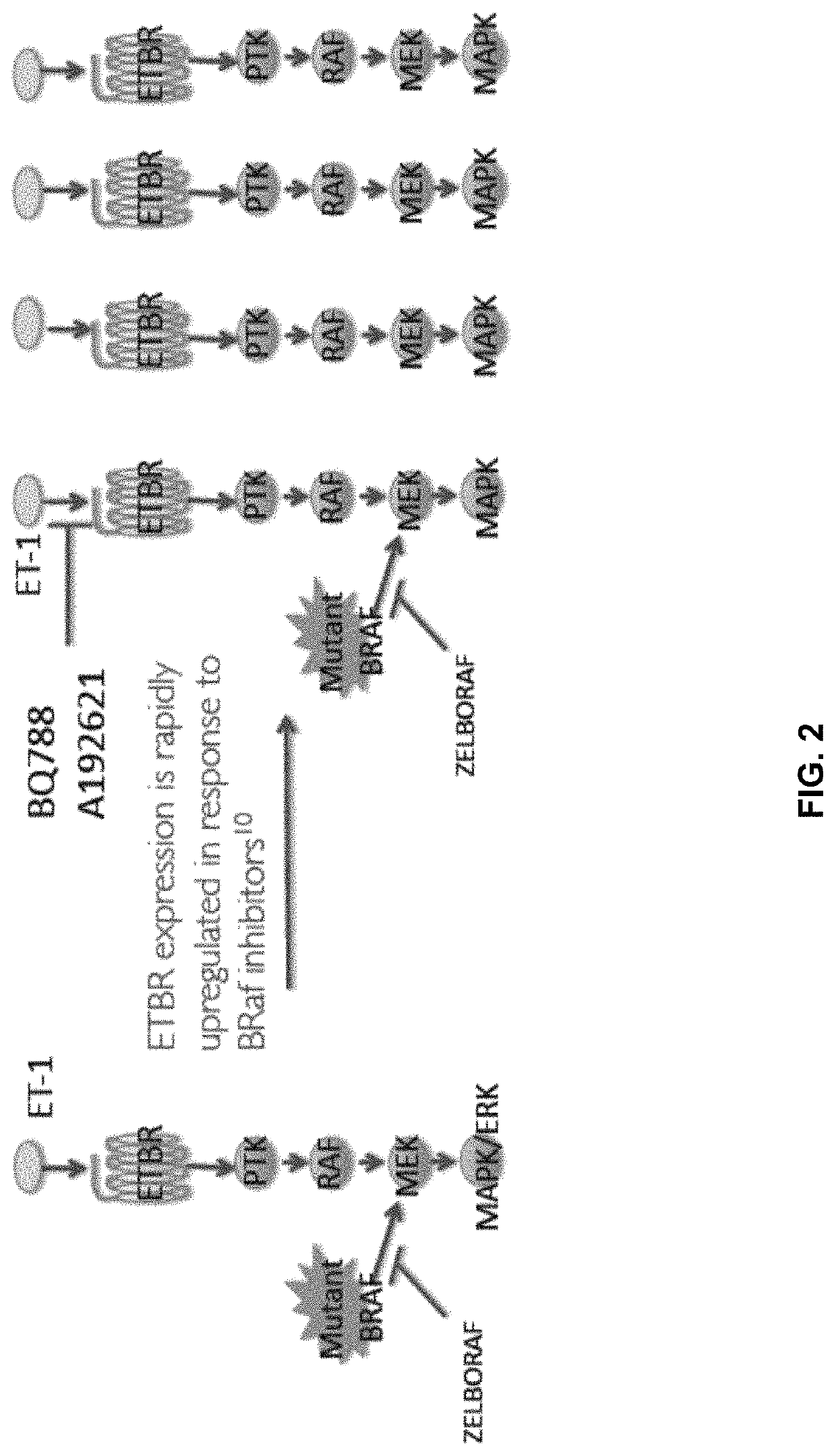 Methods and compositions for treatment of endothelin B receptor expressing tumors