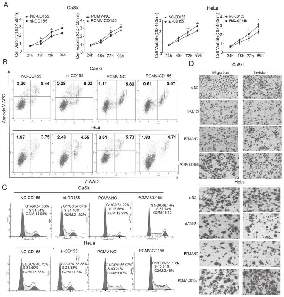 Application of CD155 in diagnosis and treatment of cervical cancer