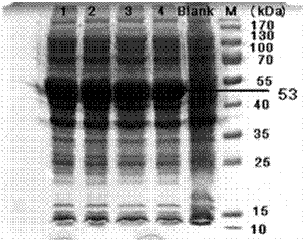 Cattle and sheep brucellosis indirect enzyme-linked immunosorbent assay antibody detection kit and preparation method thereof