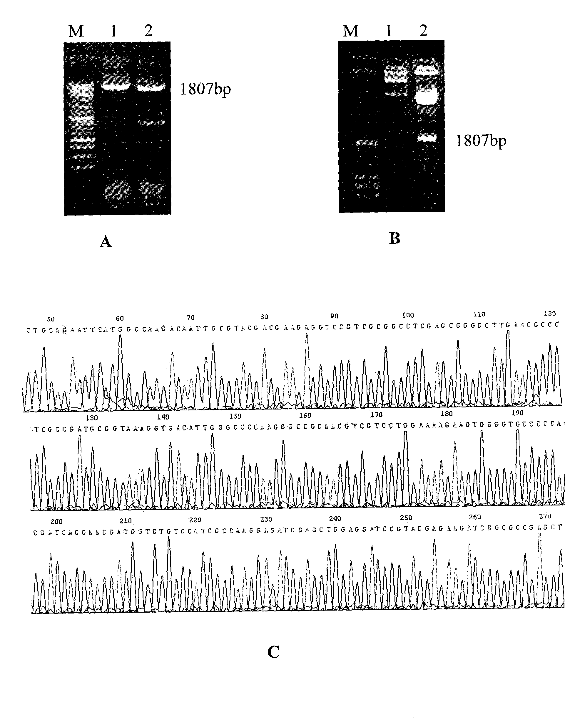 Tuberculosis gene vaccine assembled by chitosan delivery system and preparation method and use thereof
