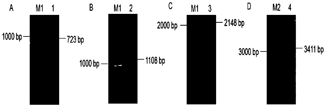 Karelinia caspica(Pall.)Less. plasma membrane Na+/H+ reversal transport protein and encoding gent and application thereof