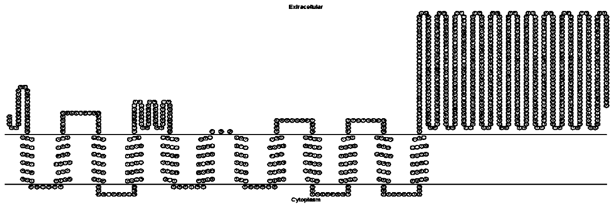 Karelinia caspica(Pall.)Less. plasma membrane Na+/H+ reversal transport protein and encoding gent and application thereof