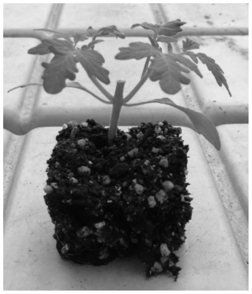 Cultivation method of grafted tomato seedlings with double sprouts