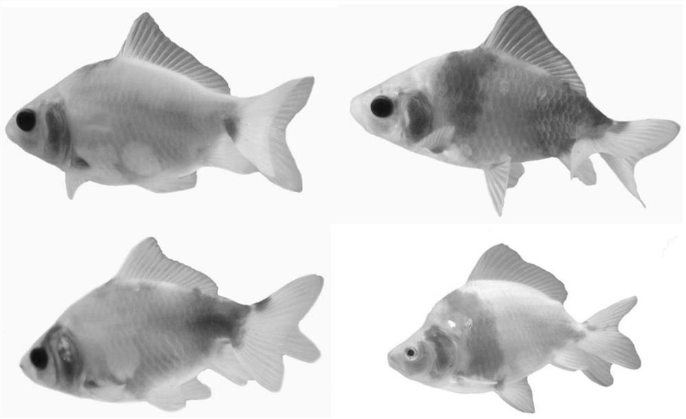 The method of breeding a variety of colorful double-tailed goldfish by distant hybridization