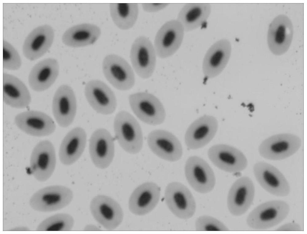 The method of breeding a variety of colorful double-tailed goldfish by distant hybridization