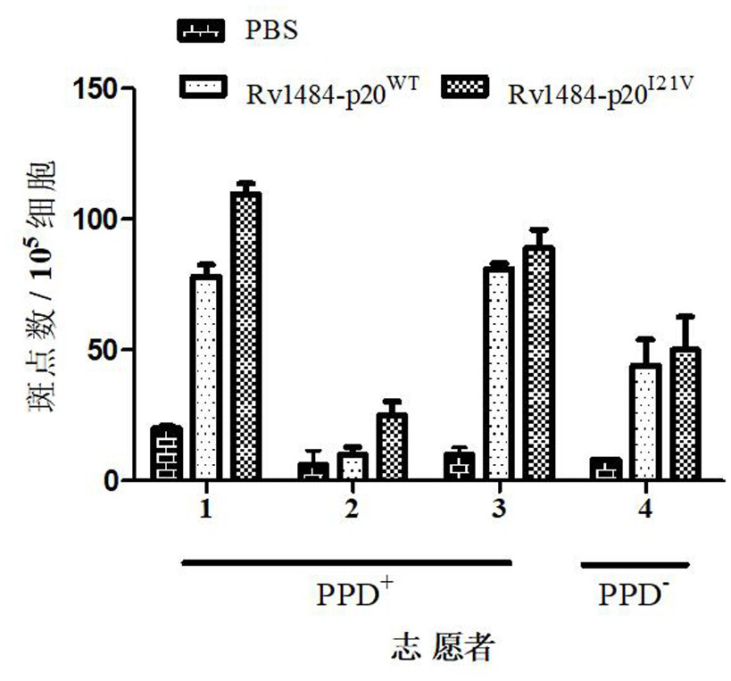 Inha-derived anti-tuberculosis ctl epitope peptide and its application