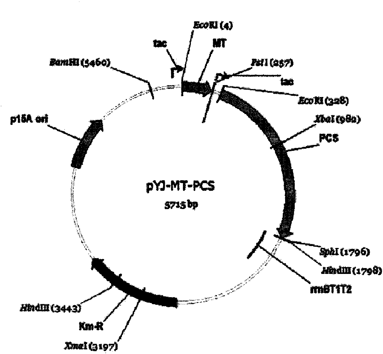 Method for producing metal nanoparticles and metallic sulfide nanoparticles using recombinant microorganisms