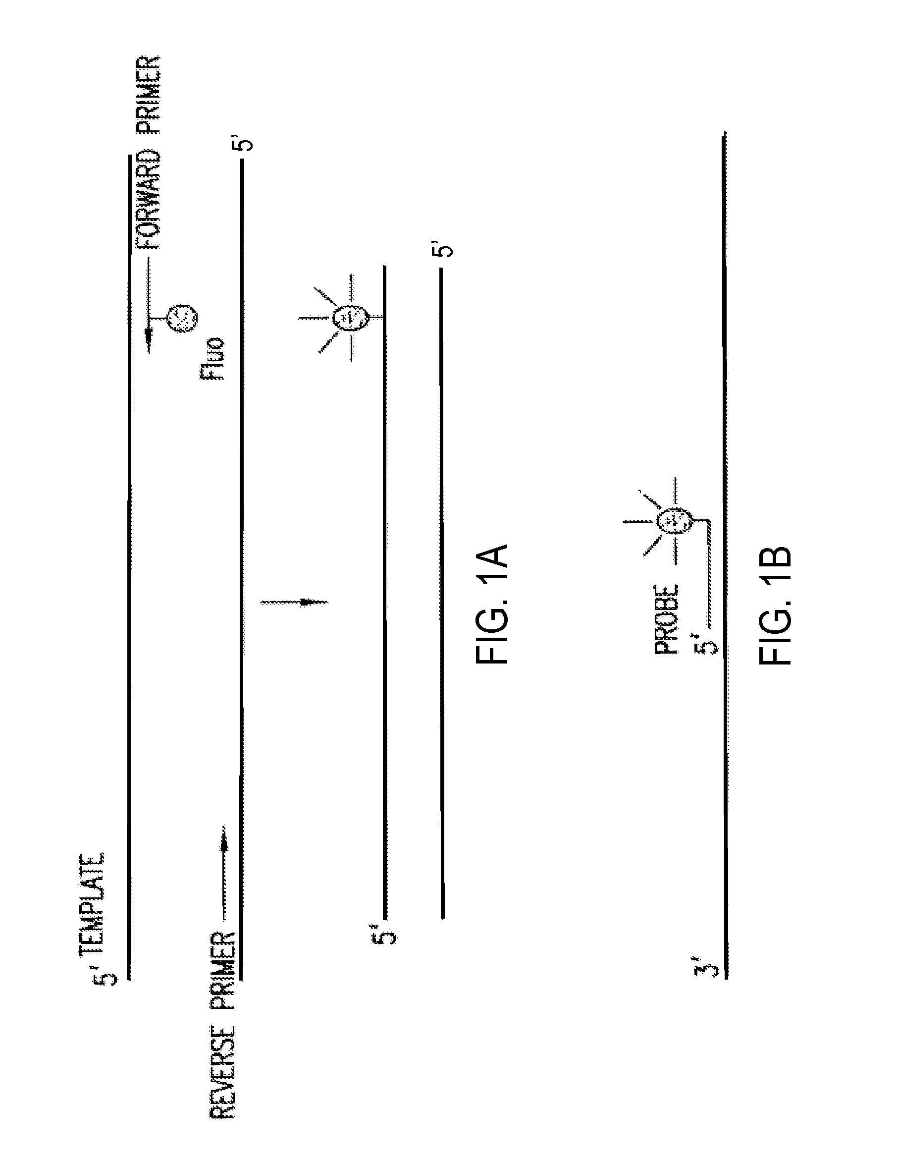 Primers and methods for the detection and discrimination of nucleic acids