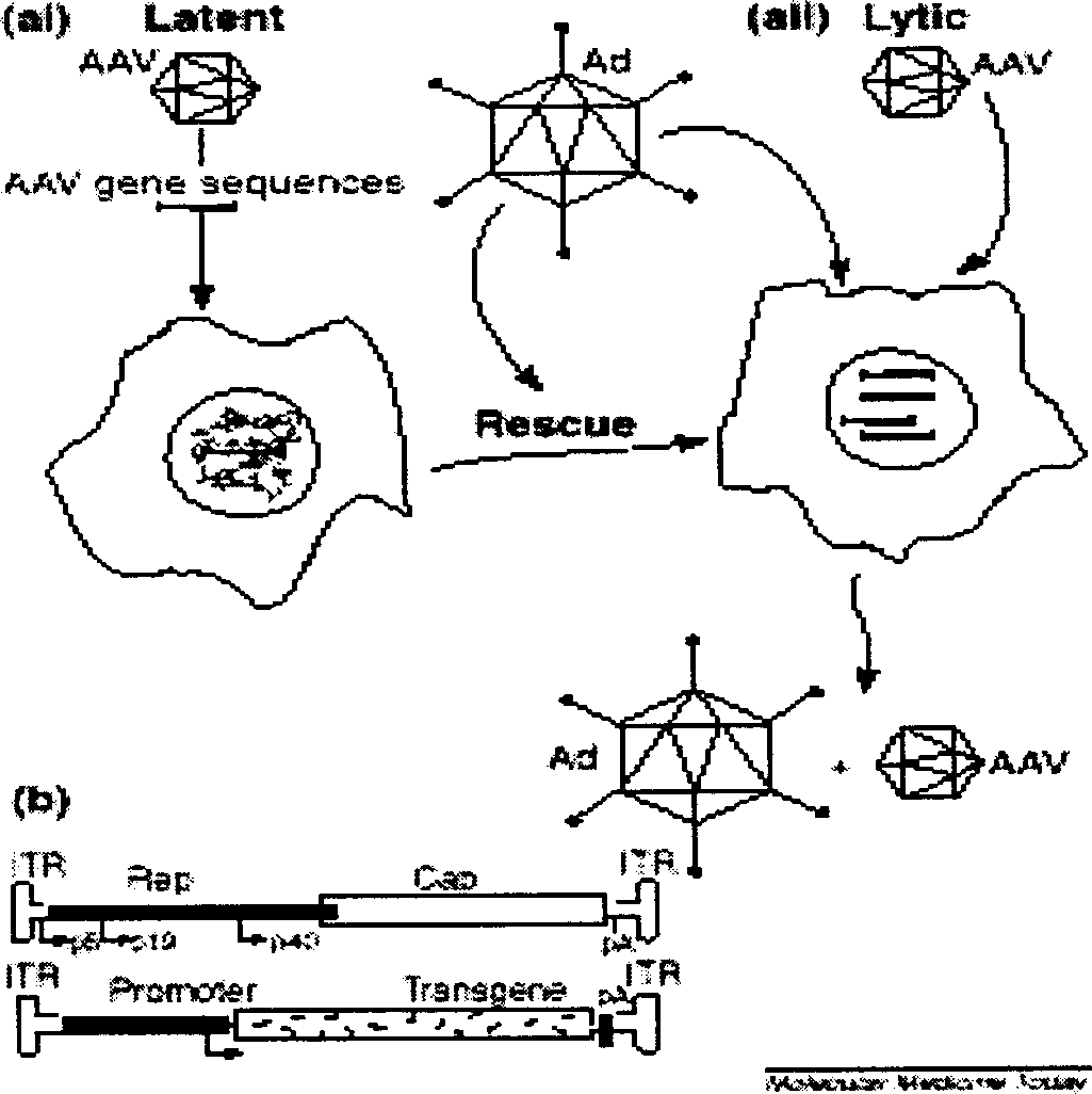 Recombinant gland related virus expressing human kallikrein, its preparation method and application