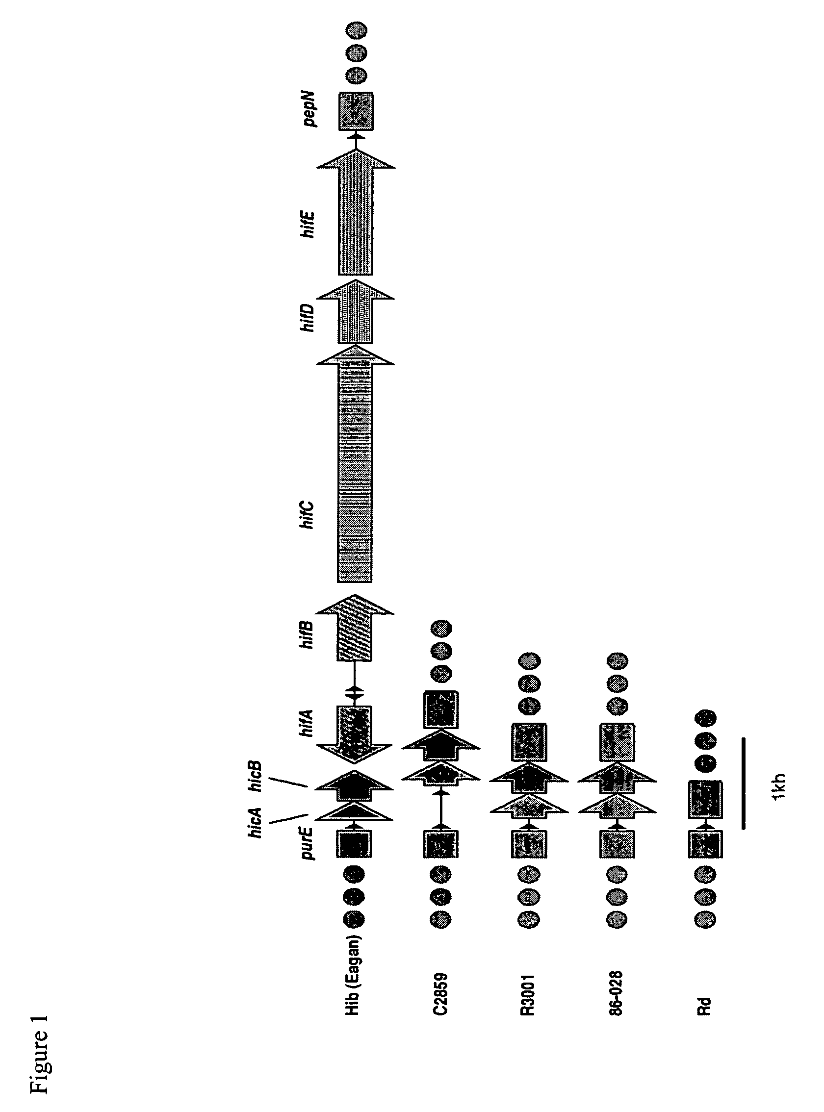 Polypeptide encoded by a nucleotide sequence of a nontypeable strain of <i>Haemophilus influenzae </i>genome
