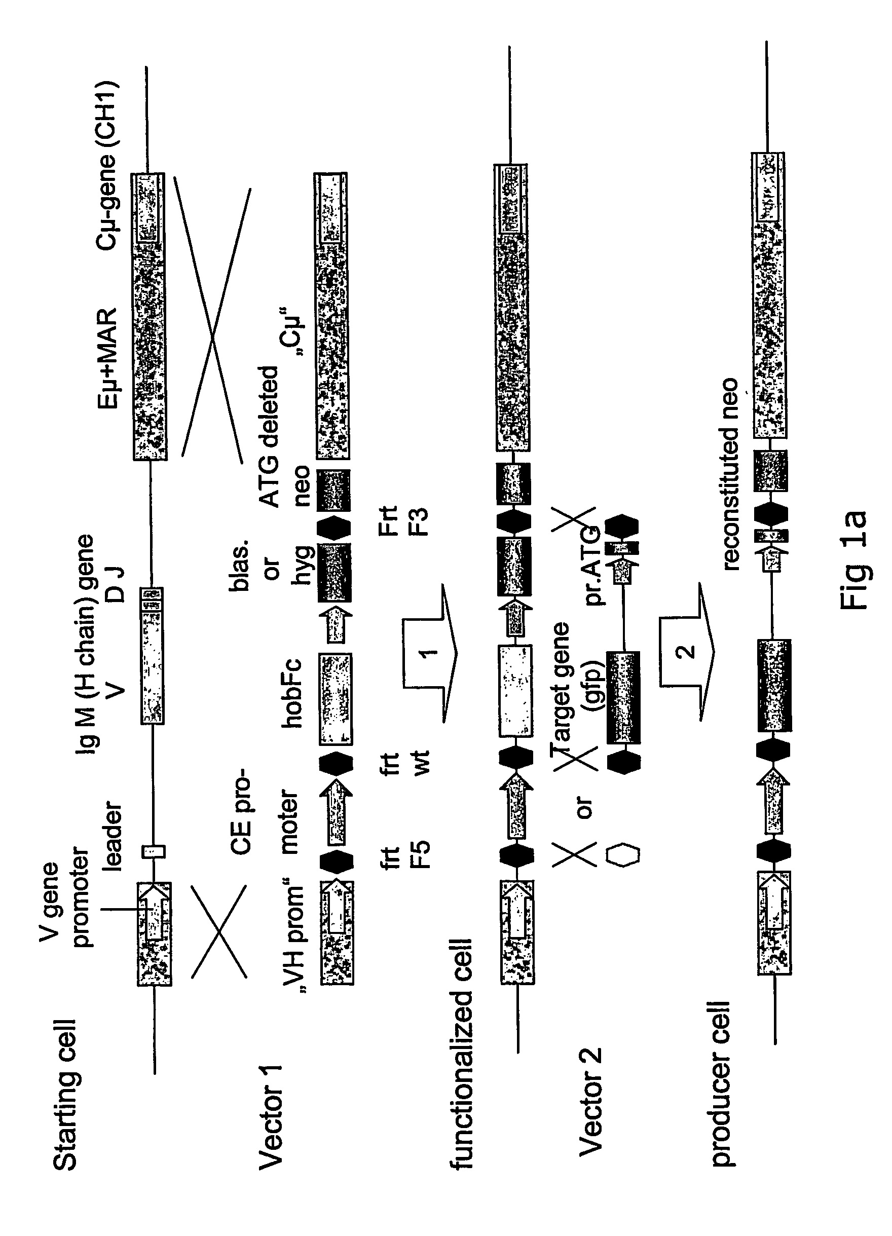 High yield heterologous expression cell lines for expression of gene products with human glycosylation pattern