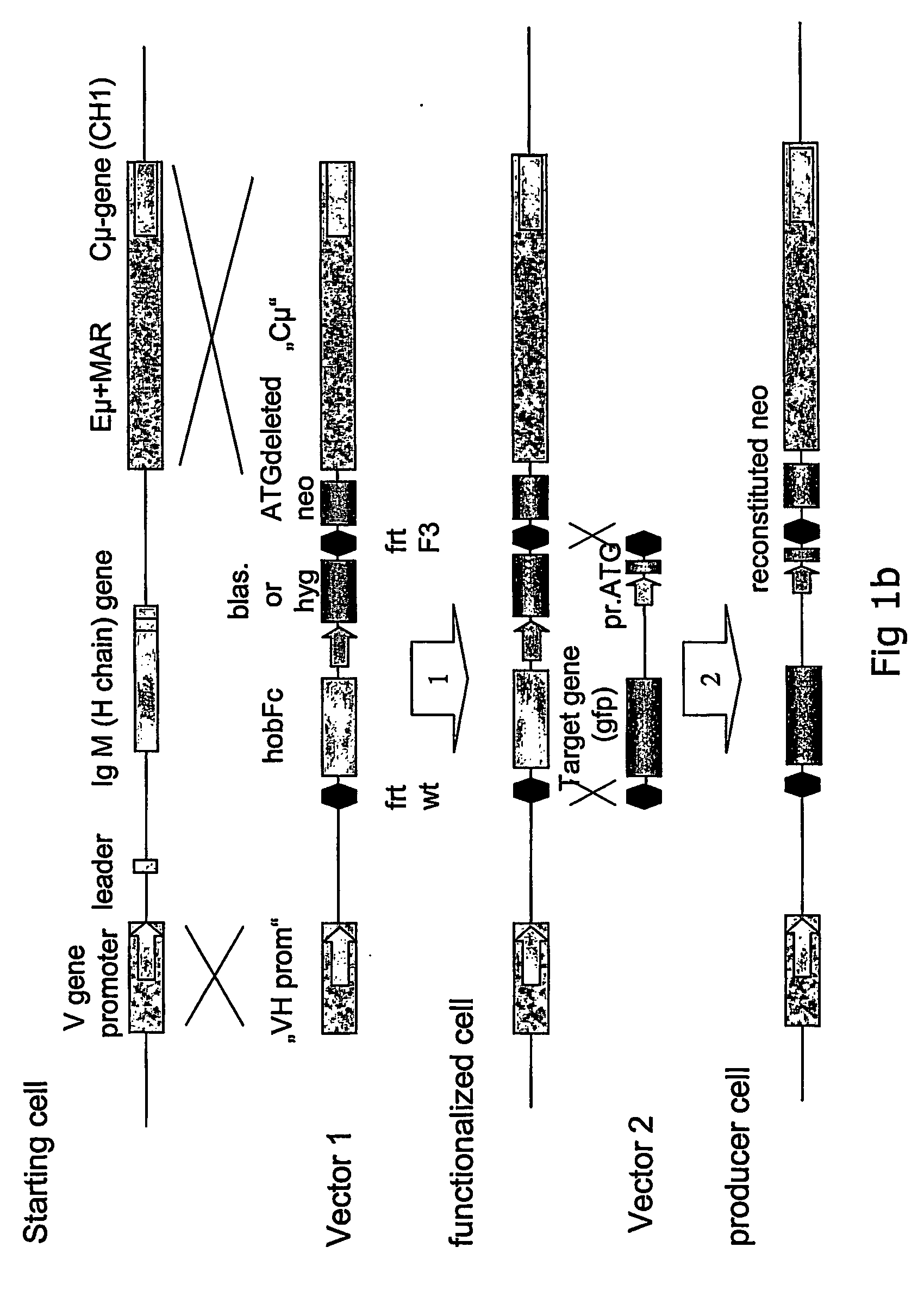 High yield heterologous expression cell lines for expression of gene products with human glycosylation pattern