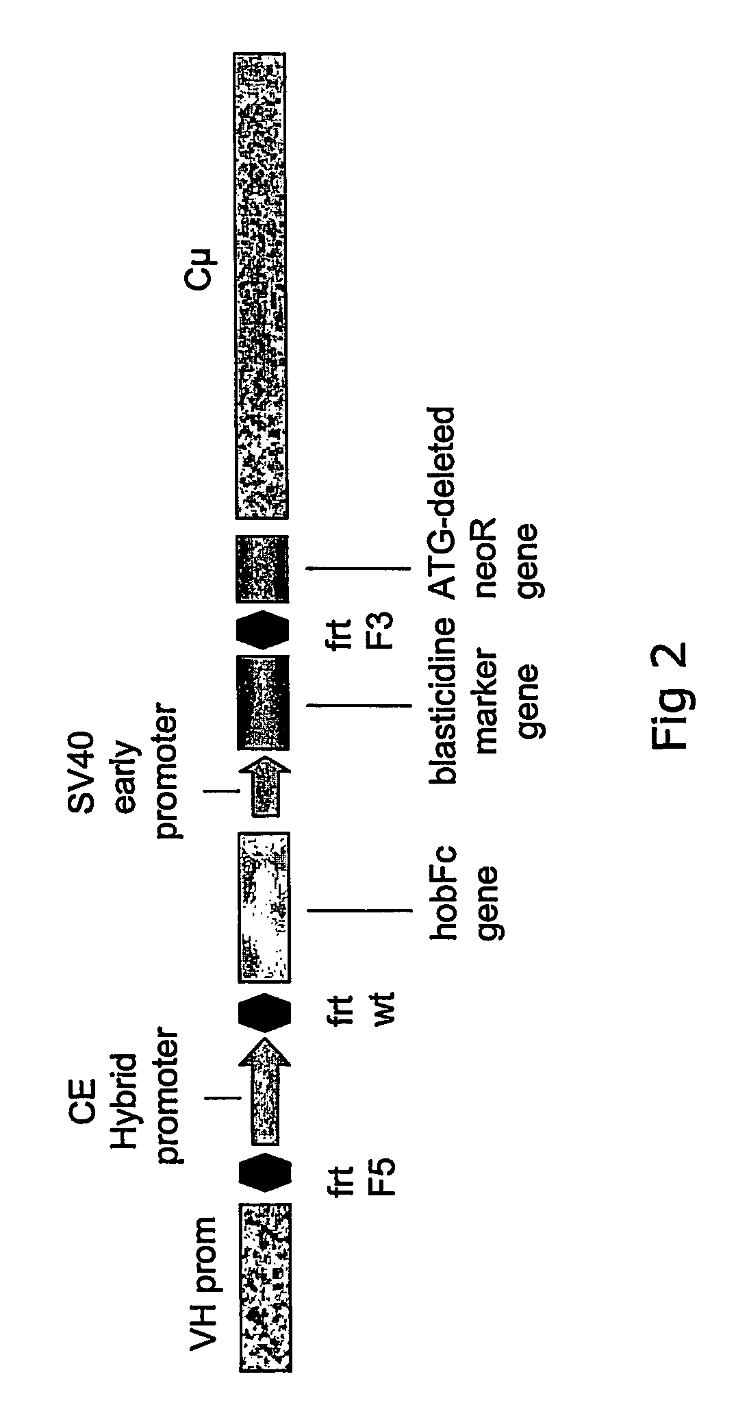 High yield heterologous expression cell lines for expression of gene products with human glycosylation pattern