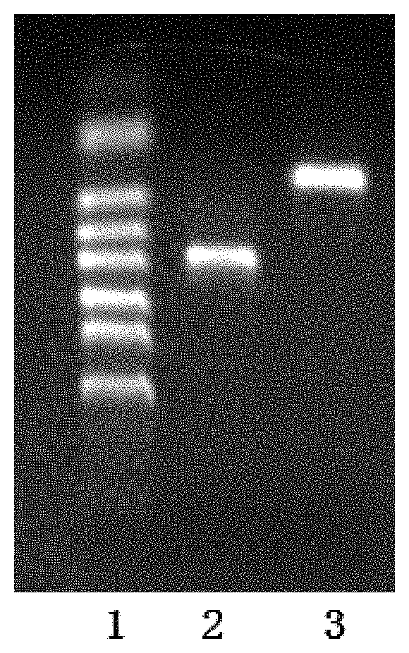 Method to produce protein in <i>Penicillium amagasakiense</i>'s sleeping spores by transformation of ssRNA