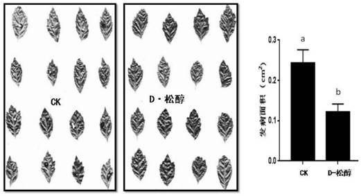 Application of d-pinitol in promoting growth and inducing resistance of Panax notoginseng